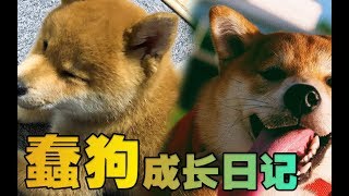 柴犬（蠢狗）成長日記