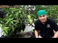 lakukan ini tanaman pasti cepat berbuah lebat mangga durian kelengkeng jambu jeruk dll