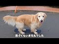 あーちゃんの鼻にびっくり！スケボー犬でびっくり！！寝坊で欠勤したけど素晴らしい日だった