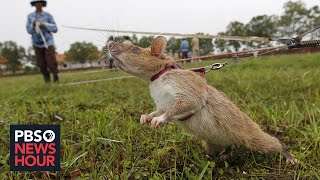How giant African rats are helping uncover deadly land mines in Cambodia