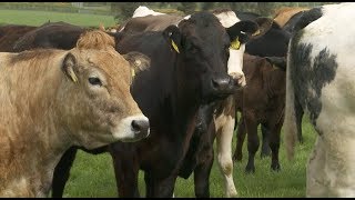 Ireland Becomes First EU State to Re-enter Chinese Beef Market