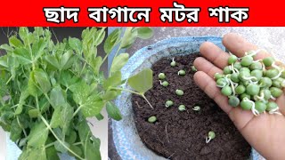 বাড়িতে 20 দিনের মধ্যে মটর শাক চাষ করলাম  //  Matar Shak cultivation