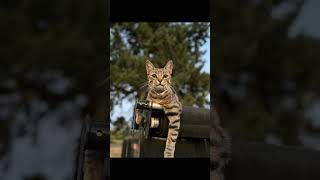 Whiskered Warriors: Unveiling the World of Barn Cats for Pest-Free Farms!