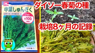 014ダイソーで買ってきた春菊の種を植えた後の8カ月の成長記録