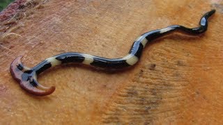 Hammerhead Worm - Animal of the Week