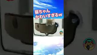 【爆笑】動物おもしろアフレコ🤣あり得ないことをする犬、猫・おもしろ犬、猫・ハプニング集4-5　#shorts