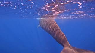 2024 11 19 Dominica Sperm Whale Named Fingers So Close almost rubbed body against me