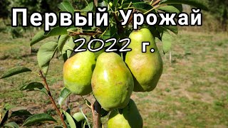 Первое плодоношение сорт Дюшес (Вильямс летний). Второй год после посадки