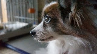 【不思議】舌をしまうのを忘れた犬