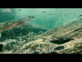 【水中映像】淡水魚　アユ　ノーカットver.