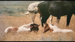 WHOA Wild Horses of America Ep 5 McCullough Peaks in Wyoming by Karen King