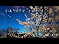 【夜景】日本夜景遺産「北九州市若松区高塔山」 u0026夜桜コラボ