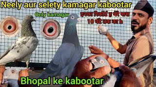 selety aur neely kamagar kabootar ! majed bhai ke kabutar ! kyarish kadri pigeons