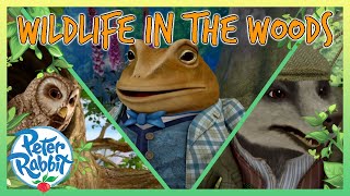 @OfficialPeterRabbit - 🦉🦡🦊 Wildlife in the Woods! 🦊🦡🦉  | 20+ Mins | Cartoon for Kids