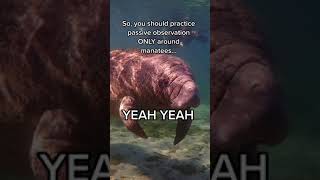 Should you touch or hug a manatee?