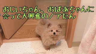 大好きなおじいちゃん、おばあちゃんに会ったら、、、可愛い、癒しまみれだった