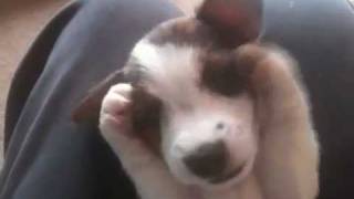 Jack Russell puppy scratching his nose and playing SERIOUSLY CUTE WATCH