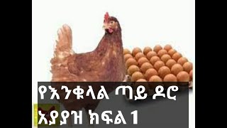 እንቁላል ጣይ ዶሮ አያያዝ