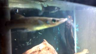 pike killifish (Belonesox belizanus)