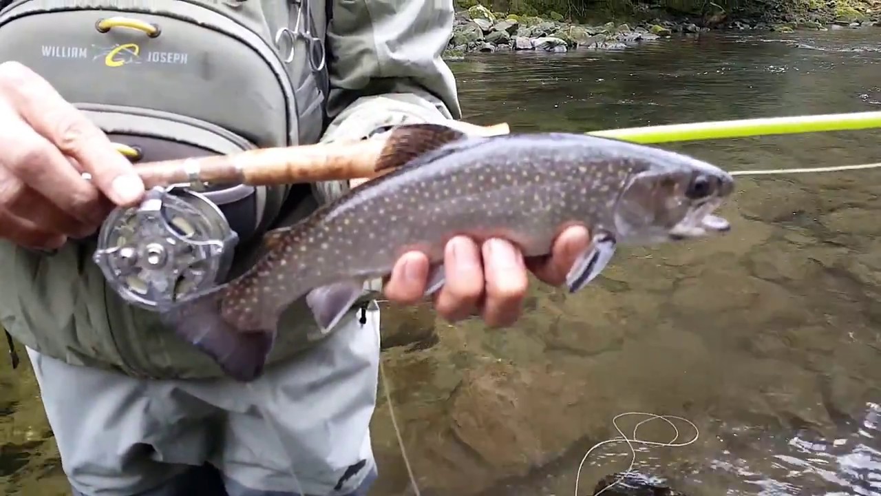 Fly Fishing Western North Carolina - YouTube