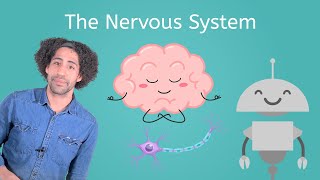 The Nervous System - Life Science for Kids!