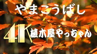 ヤマコウバシ 紅葉 2020 [4K]