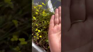 ఆవాలు మొక్కలు | How to grow mustard seeds #plants #vita #shorts #plantscare #viral#telugu #sweden