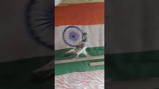 Dab walay male🌹🌹 #repost #pigeon #kabutarbaj #explore #short #viralvideo