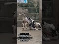 harlequin european kci registered great dane puppy जबरदस्त क्वालिटी