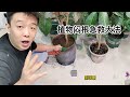 花友发明植物闷根急救大法