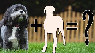 Top 11 Most Adorable Shih Tzu Mixes | Shih Tzu Cross Breeds