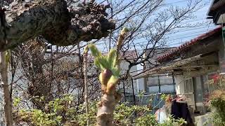 タラの芽　庭先　2023年4月４日