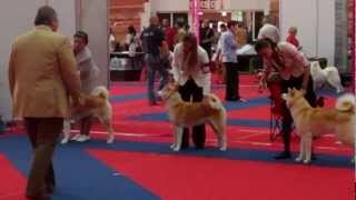 EDS 2012 Akita CACIB females