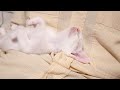 へそ天ポーズで眠りにつく子猫【赤ちゃん猫　保護猫】