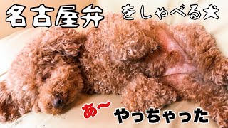 【名古屋弁をしゃべる犬】トイプードルより 一言いいですか【おしゃべりペット】