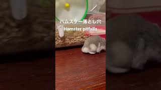 ハムスター落とし穴Hamster pitfalls #サバ次郎🐟 #MackerelJr♂ #Shorts