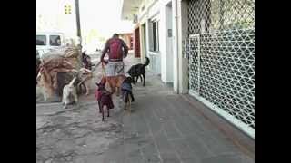 Paseador de Perros (Lucas Barreto) Paseando Por Carapachay en Busca de lenny