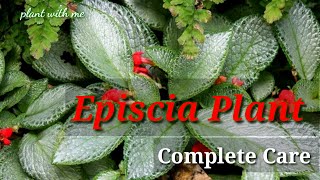 Episcia plant care in Malayalam Ep-26