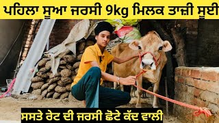 ਪਹਿਲਾ ਸੂਆ#ਜਰਸੀ ਤਾਜ਼ੀ ਸੂਈ 9kg ਮਿਲਕ ਰੇਟ ਬਿਲਕੁੱਲ ਸਸਤਾ ਛੋਟੇ ਕੱਦ ਵਾਲੀ ਜਰਸੀ ਘਰੇਲੂ ਸੱਜਣ ਕੋਲ !!