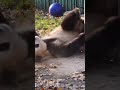 大海的舞跳得不错哦 panda 大熊猫 一方水土养一方熊猫 cute 熊 宝宝