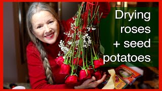 How to Dry Roses + Seed Potato Varieties (& why you should buy certified organic!)