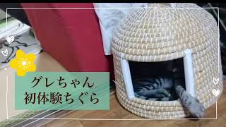 (地域猫)初めての猫ちぐら🥰ほっこり　Neko Chigura