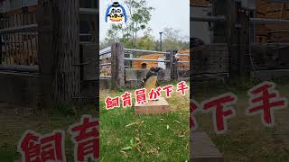 輪投げキャッチがペンギンにできないとでも思ったか？【劇団ペンターズ】#何もしない　#ペンギンショー #じゃないやつ