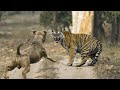 Pitbull Vs Tiger Comparison - Trained American Pitbull Vs Tiger