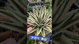 【Agave】アガベ '氷山' 【ROUKA plants】【Succulent/Cactus】【多肉植物】【園芸】 #shorts