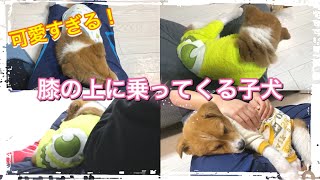 眠くなると膝の上に乗ってくる子犬が可愛すぎる…【癒し動画】保護犬