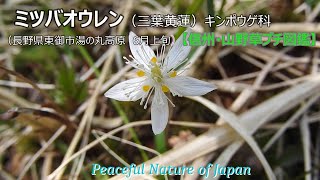 ミツバオウレン(湯の丸高原）【信州・山野草プチ図鑑】