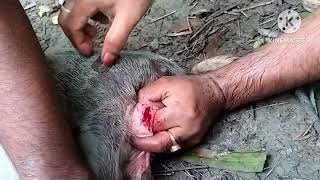 গাহৰি খাচী কেনেকৈ কৰে সহজ পদ্ধতিত//Gahori khasi video//pig khasi video.....