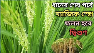 ধানের কাইজ থোড় বা থোড় আসার সময় মাত্র একটি স্প্রে করলে বিঘা প্রতি ফলন হবে 40 মণ। Dhaner shes spre .