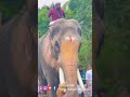 thechikotteramachandran thootha pooram cherpulassery pattambi travel shortvideo tamil